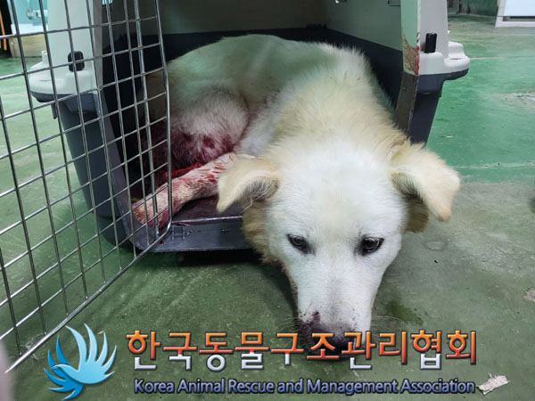 한국동물구조관리협회_441559202300663
